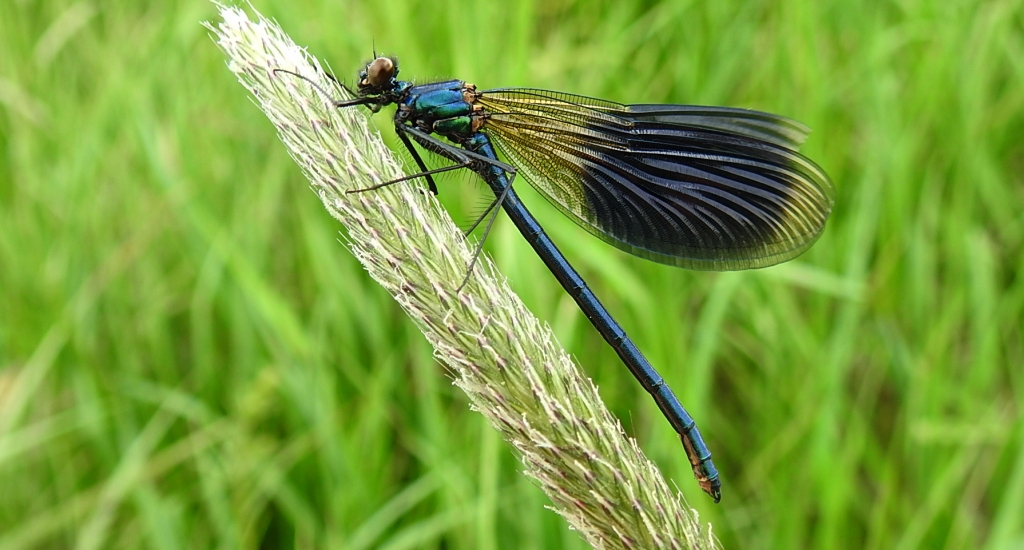 Świtezianka błyszcząca, świtezianka lśniąca (Calopteryx splendens)
