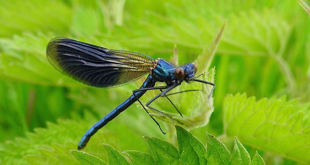 Świtezianka błyszcząca, świtezianka lśniąca (Calopteryx splendens)