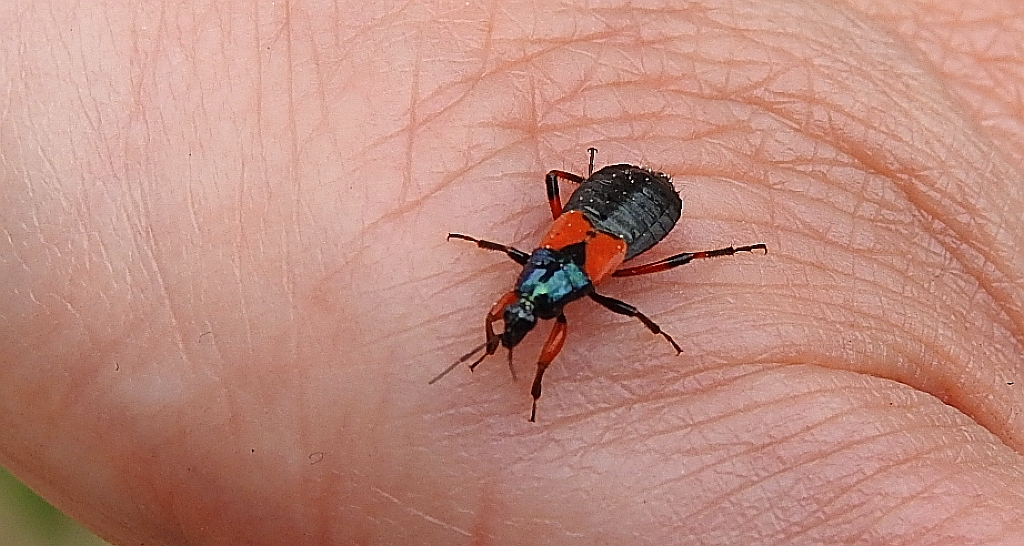 Prostemma aeneicolle