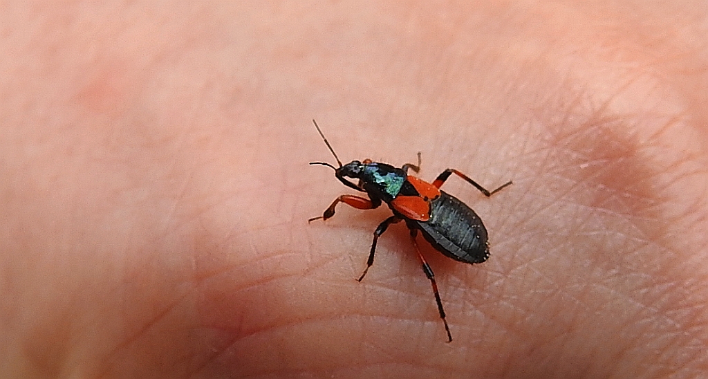 Prostemma aeneicolle