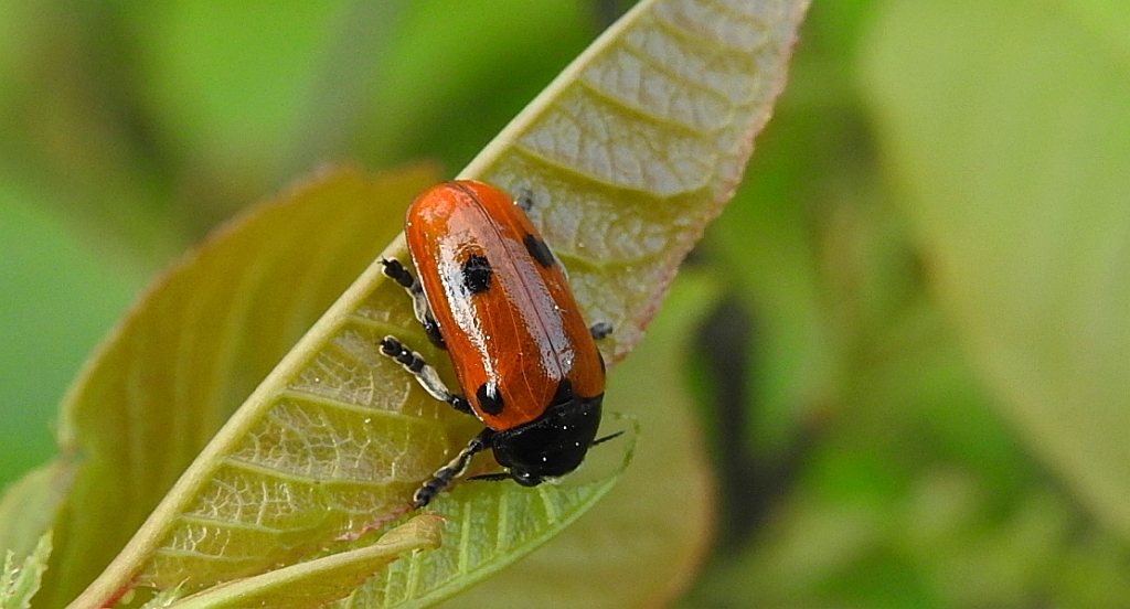 Moszenica wierzbówka (Clytra laeviuscula)
