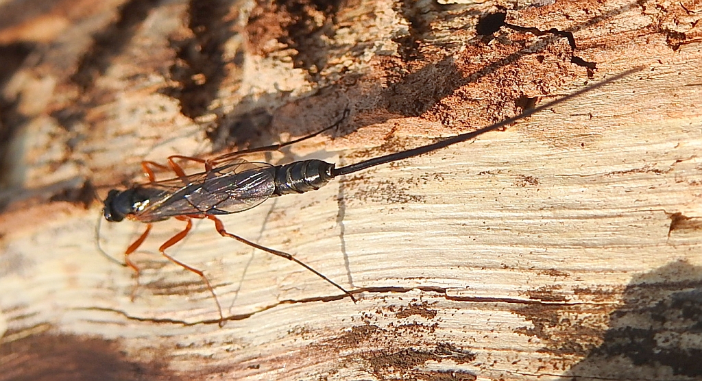 Błonkówka - Lissonota setosa