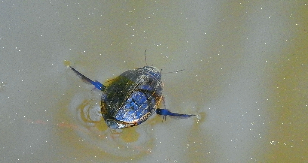 Toniak żeberkowy (Acilius sulcatus)