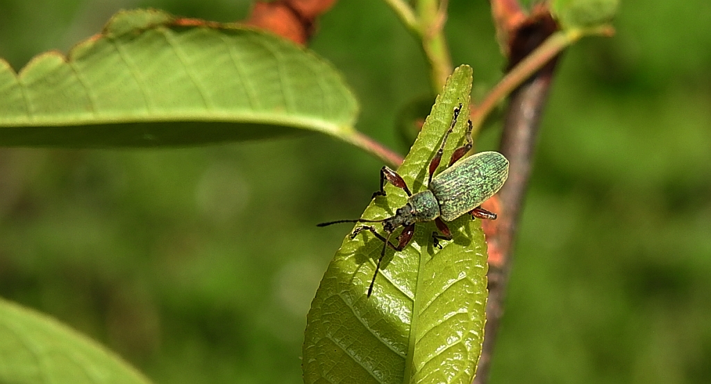 Ryjkowiec - Polydrusus formosus