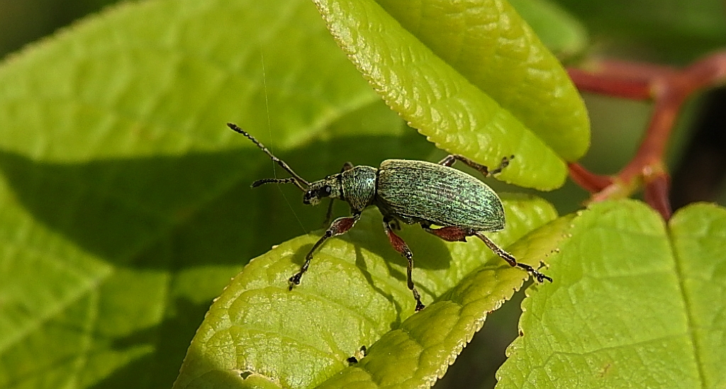 Ryjkowiec - Polydrusus formosus