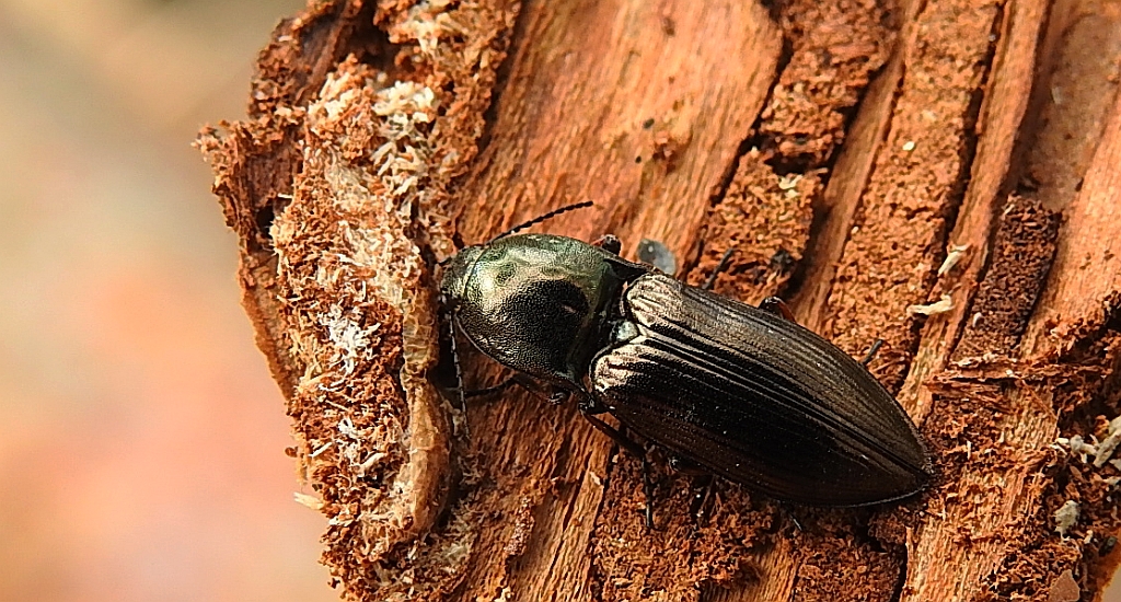 Ponęc lśniący (Selatosomus aeneus)