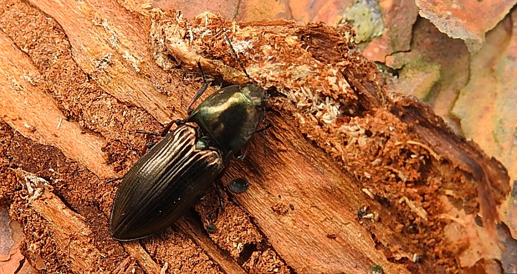 Ponęc lśniący (Selatosomus aeneus)