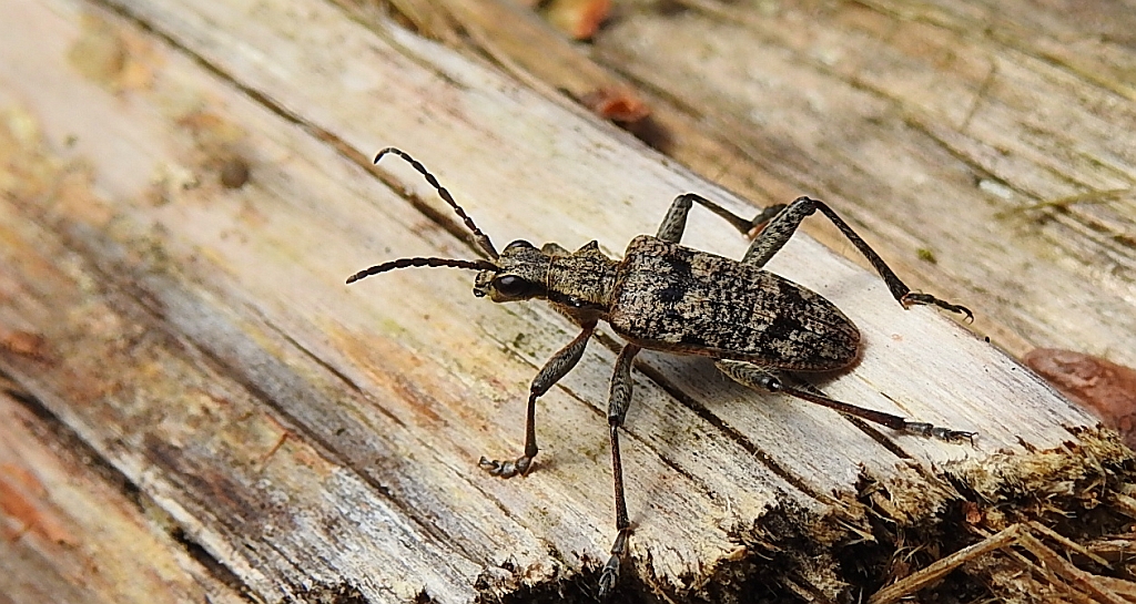Rębacz pstry, rębacz sosnowiec (Rhagium inquisitor)