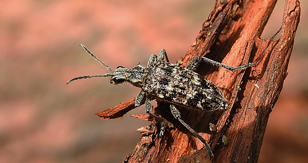 Rębacz pstry, rębacz sosnowiec (Rhagium inquisitor)