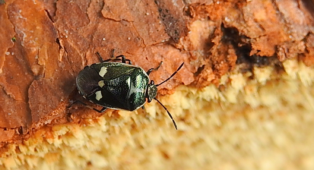 Warzywnica kapustna (Eurydema oleraceum)