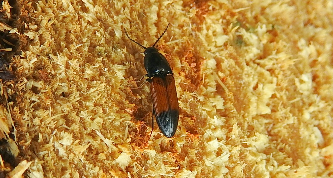 Sprężyk - (Ampedus balteatus)