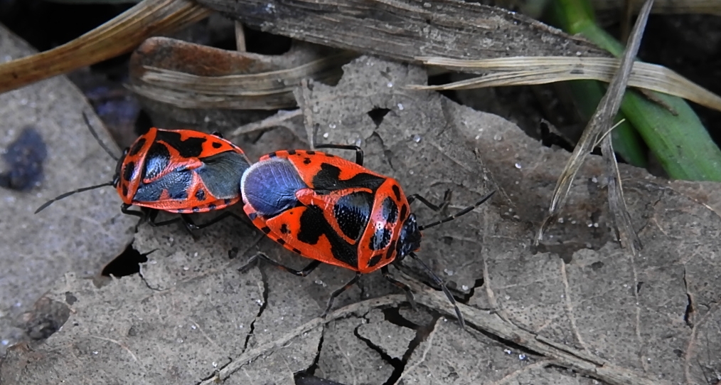 Warzywnica ozdobna (Eurydema ornatum syn. Eurydema ornata)