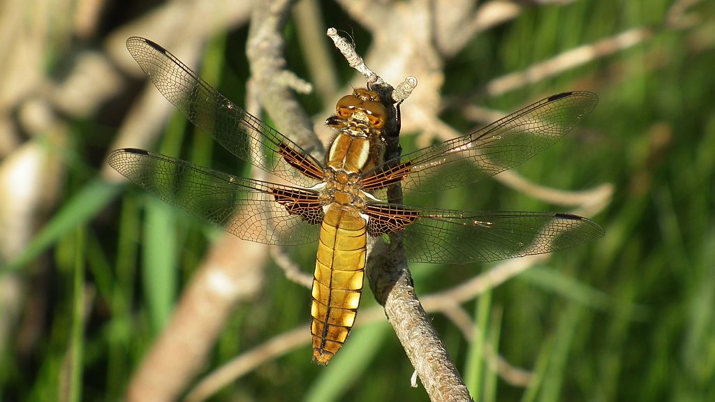 Ważka płaskobrzucha, ważka płaska (Libellula depressa)