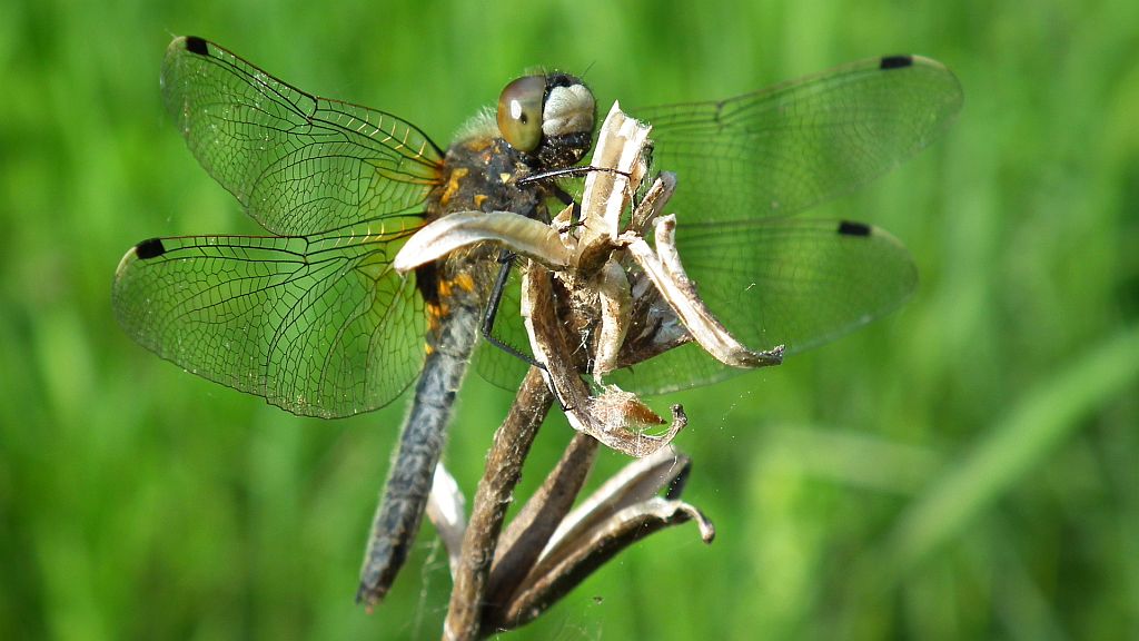 Zalotka większa (Leucorrhinia pectoralis)