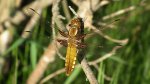 Ważka płaskobrzucha, ważka płaska (Libellula depressa)