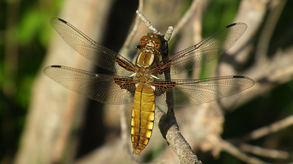 Ważka płaskobrzucha, ważka płaska (Libellula depressa)