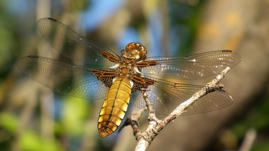 Ważka płaskobrzucha, ważka płaska (Libellula depressa)