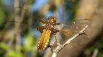Ważka płaskobrzucha, ważka płaska (Libellula depressa)