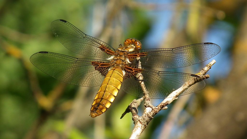 Ważka płaskobrzucha, ważka płaska (Libellula depressa)