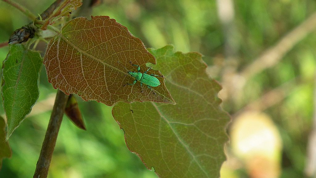 Naliściak (Phyllobius)