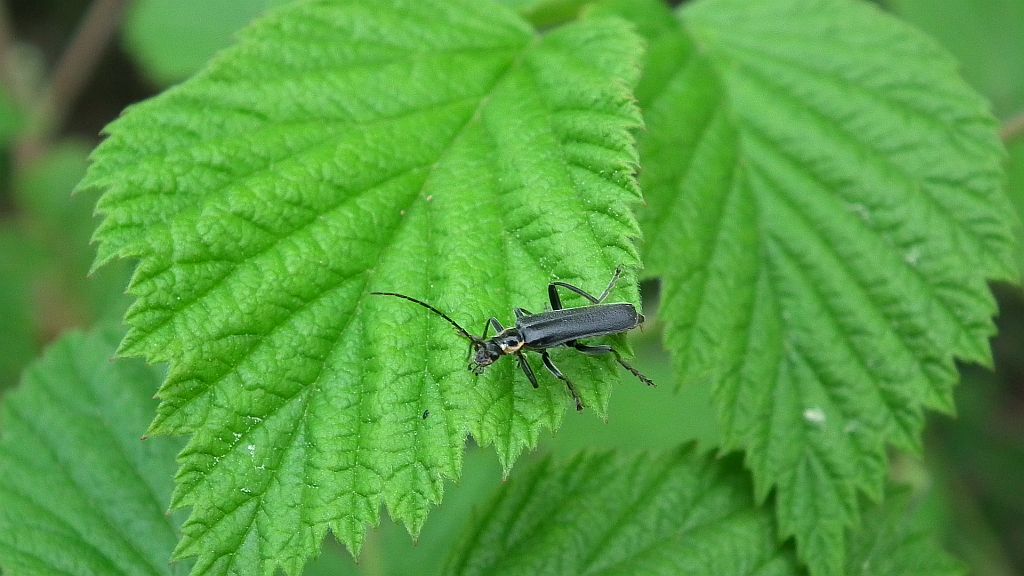 Oedemera (Oedemerina) virescens