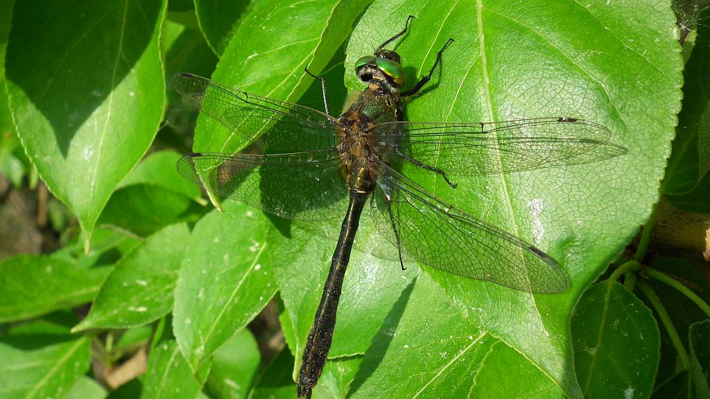 Szklarka zielona (Cordulia aenea)