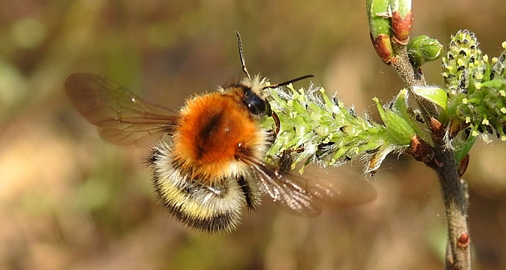 Trzmiel rudy (Bombus pascuorum)