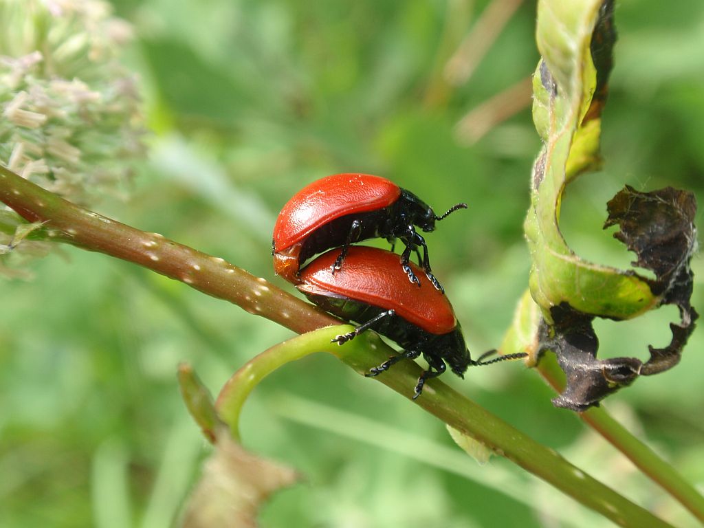 Rynnica topolowa (Melasoma populi)