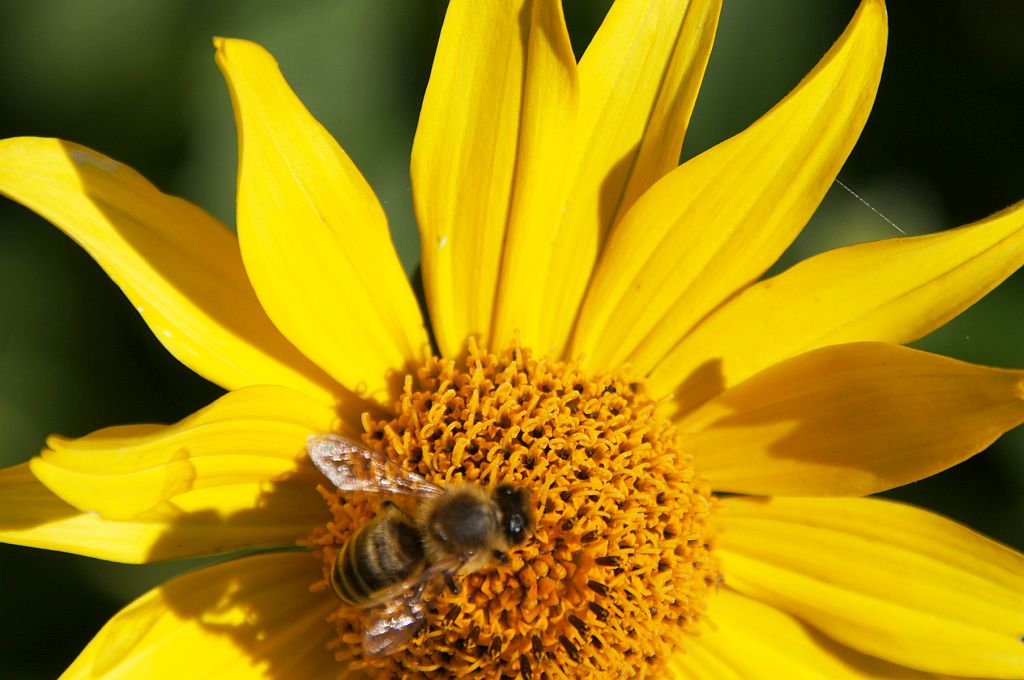 Pszczoła miodna (Apis mellifera L., syn. Apis mellifica L.)