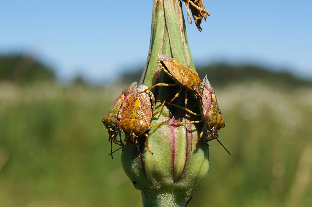 Pluskwiak (Carpocoris purpureipennisrum)