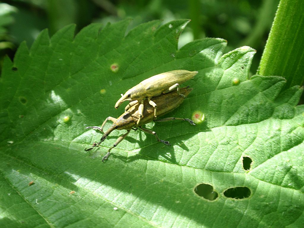 Kulczanka kosaćcówka (Lixus iridis)