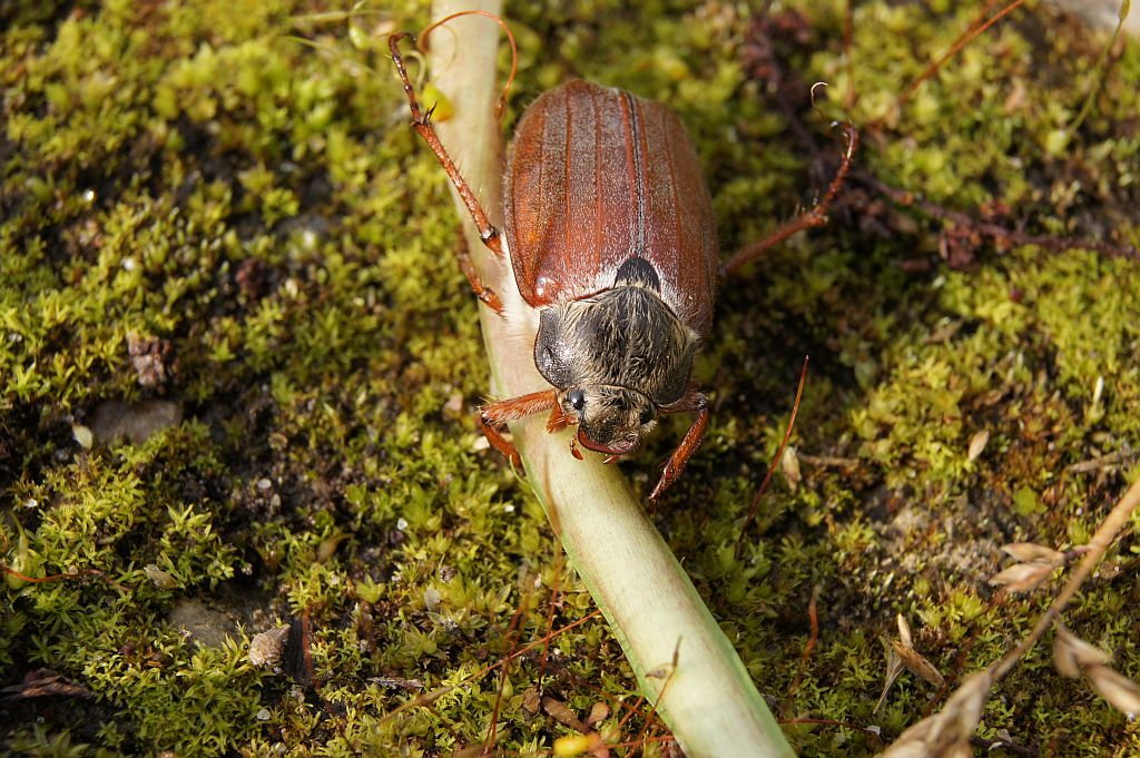 Chrabąszcz majowy (Melolontha melolontha)