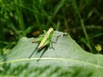 Młody okaz Nimfa - pasikonikowate (Tettigoniidae)