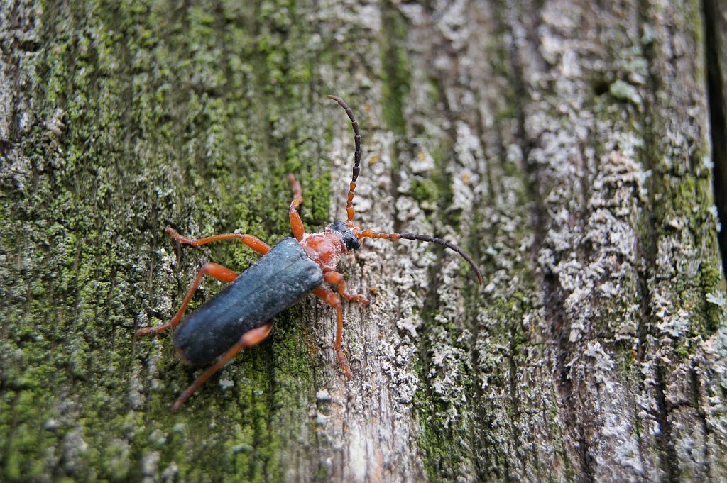 Omomiłek łąkowy (Cantharis lateralis)