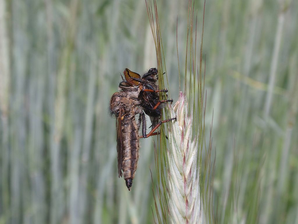 Łowiec czarniawy (Machimus atricapillus)