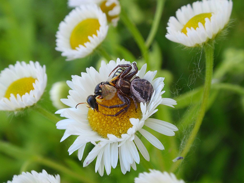 Bokochód (Xysticus sp.)