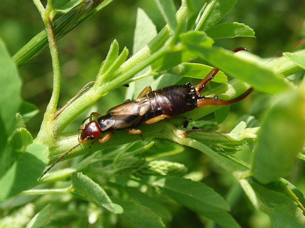 Skorek pospolity (Forficula auricularia)