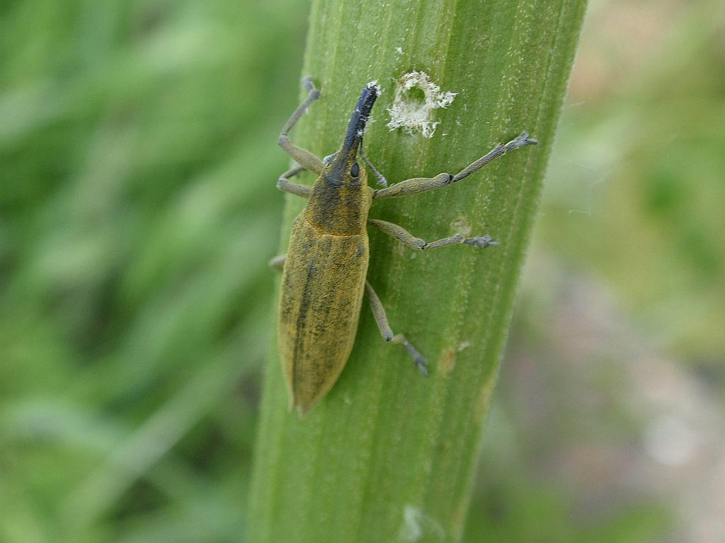 Kulczanka kosaćcówka (Lixus iridis)