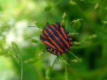 Strojnica baldaszkówka, strojnica włoska (Graphosoma lineatum)