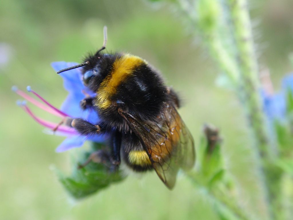 Trzmiel ziemny (Bombus terrestris L.)