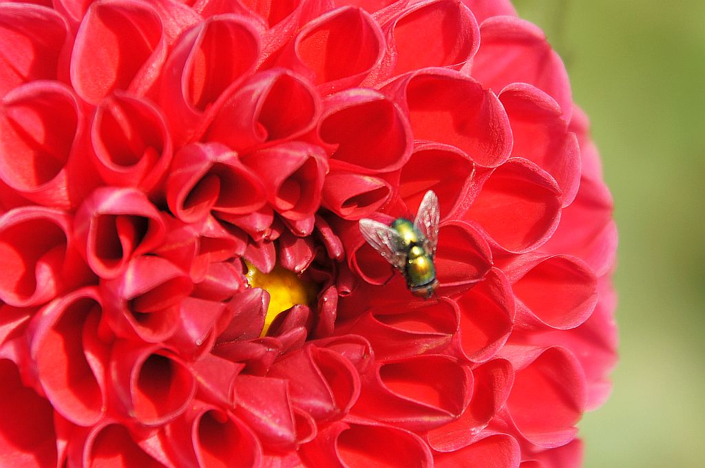 Padlinówka cesarska, lucilia bogatka (Lucilia ceasar)