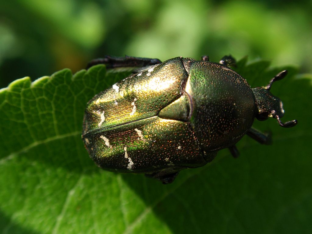 Kruszczyca złotawka (Cetonia aurata)