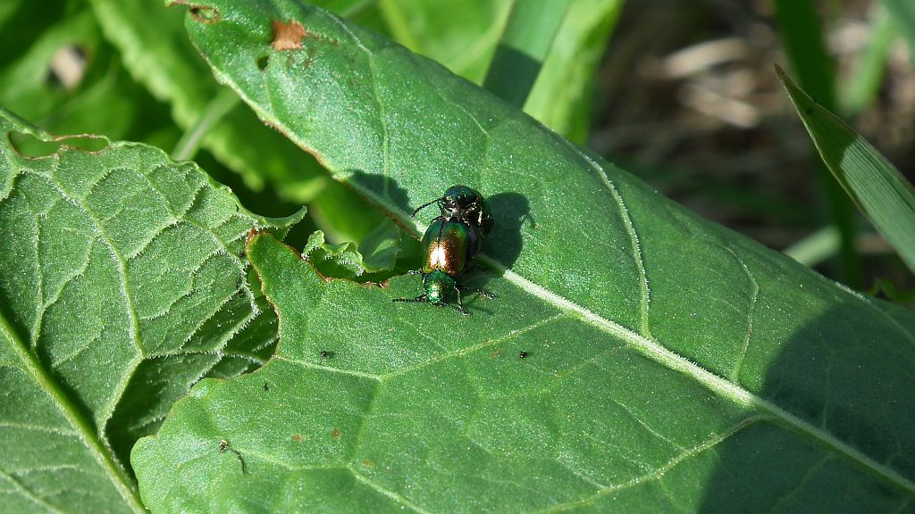 Zmróżka (Cryptocephalus sp.)