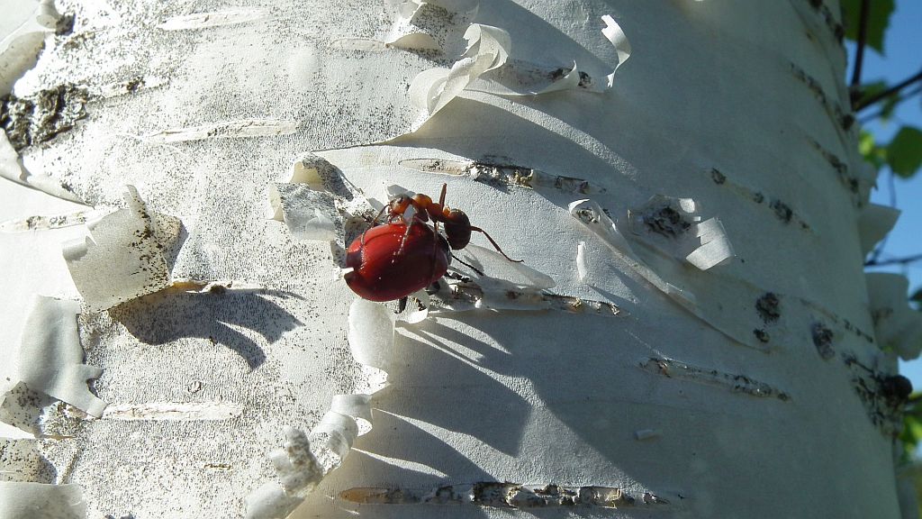 Rynnica topolowa (Melasoma populi)