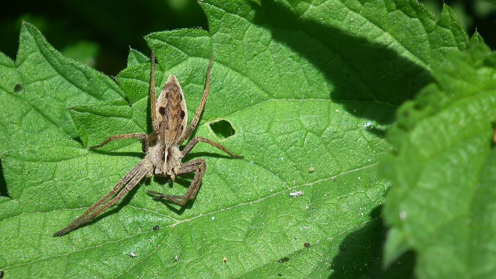 Darownik przedziwny (Pisaura mirabilis)