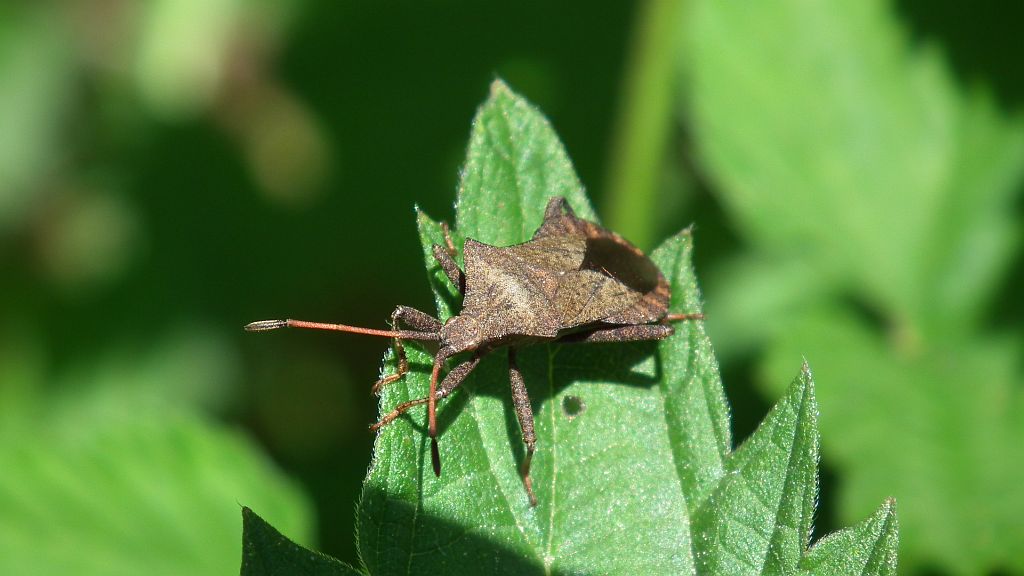 Wtyk straszyk (Coreus marginatus)