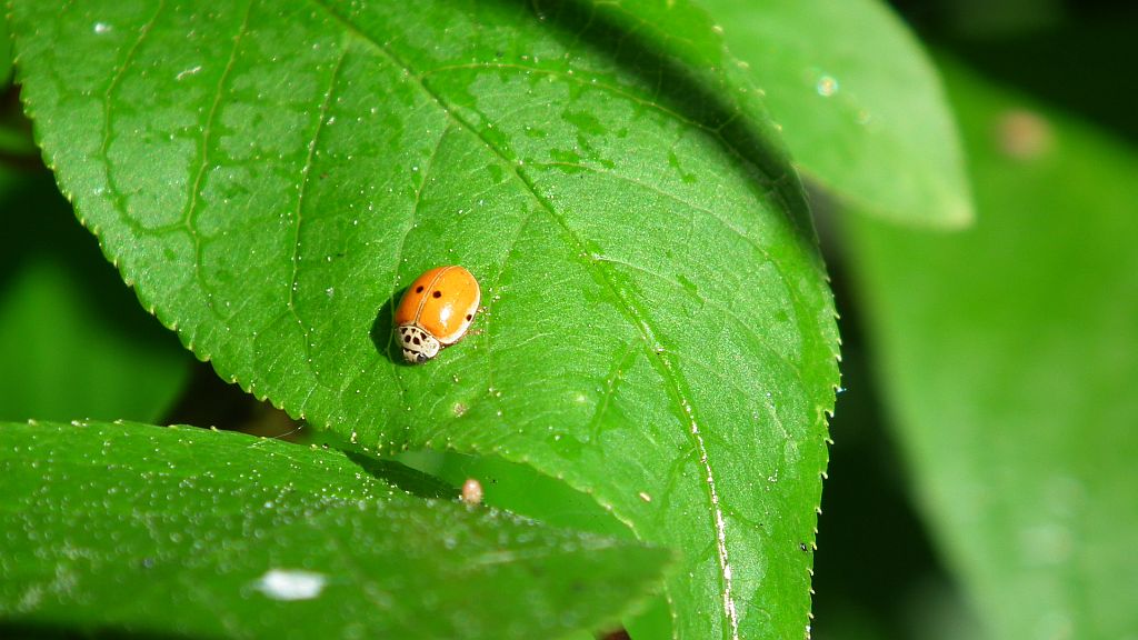 Biedronka azjatycka, biedronka arlekin (Harmonia axyridis)