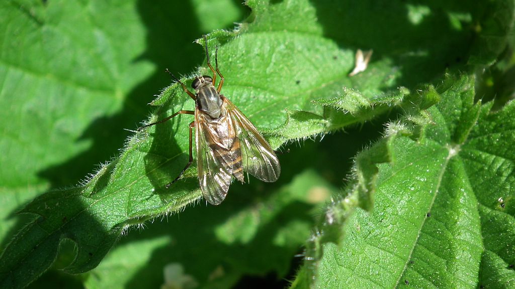 Dziewierka łąkowa (Thereva nobilitata)