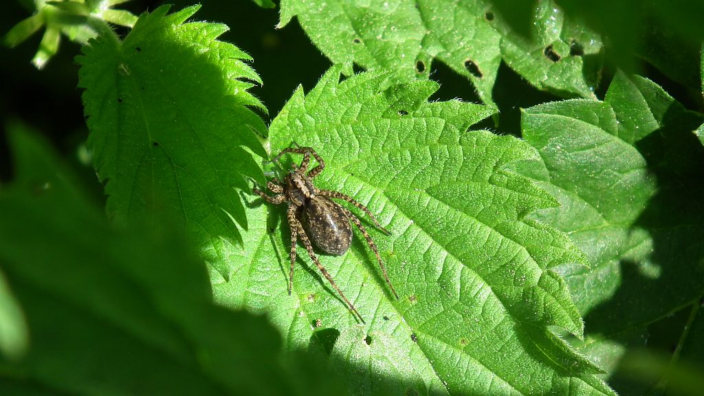 Wałęsak (Pardosa sp.)