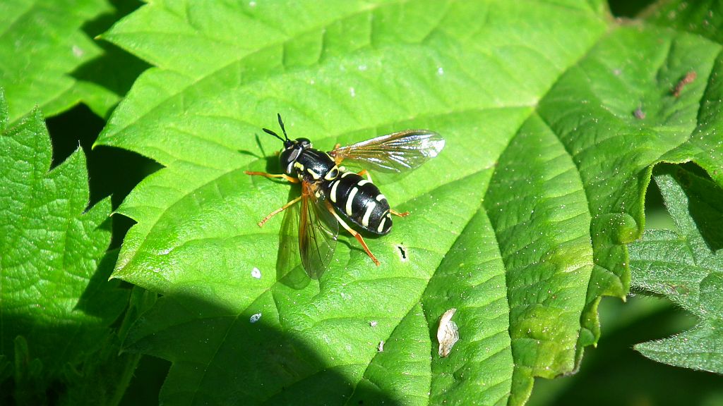 Bzyk brzęk (Scaeva pyrastri)